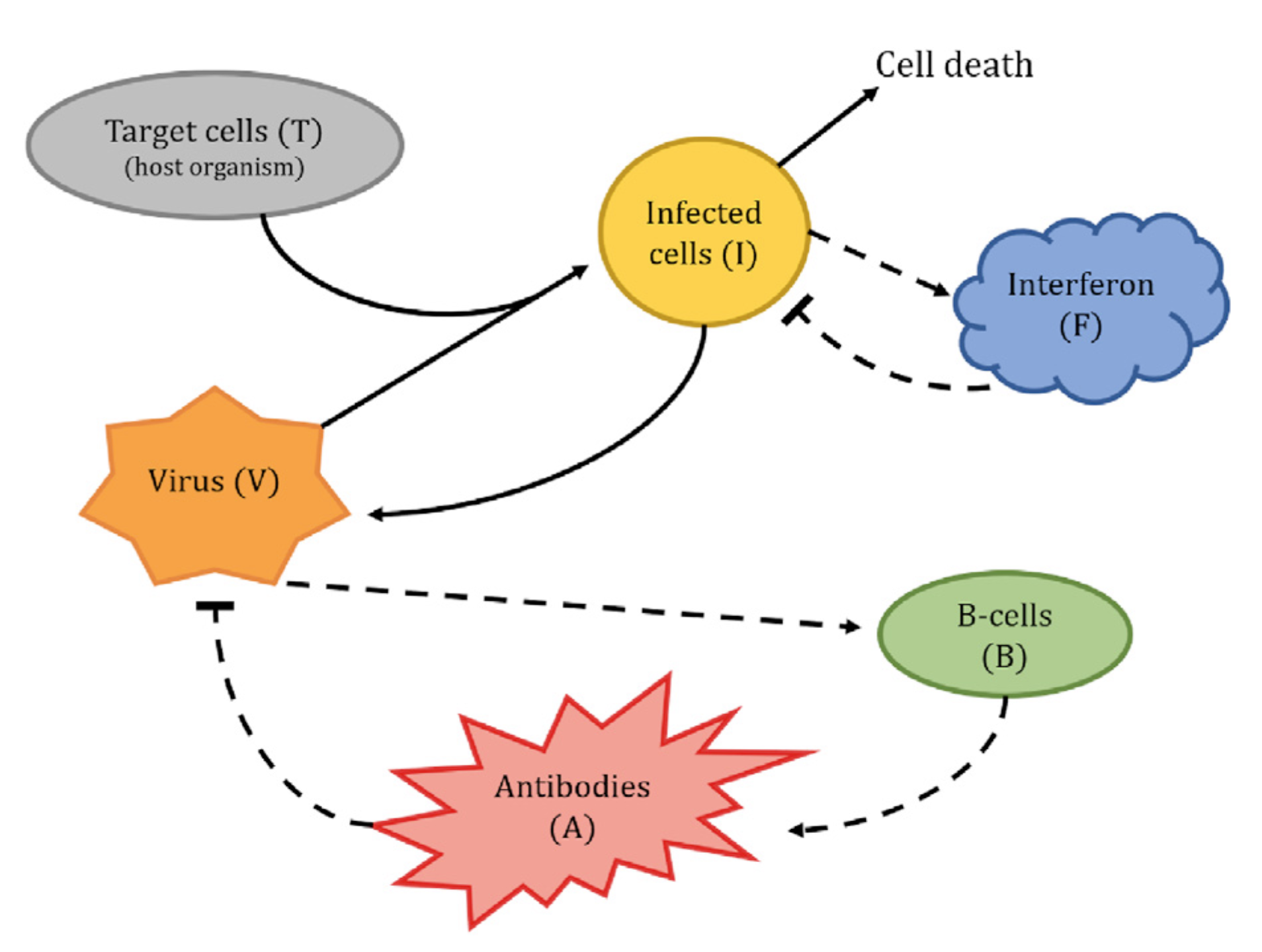 An informal representation of the model